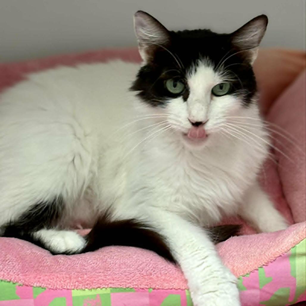 Enlarge Artemis, a Adoptable Domestic Medium Hair in Las Cruces, NM image 2/6