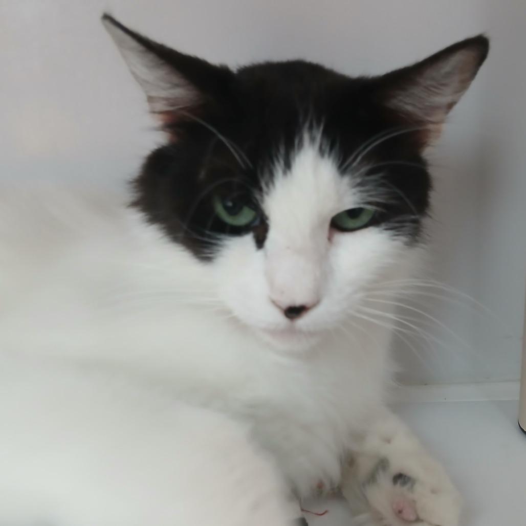 Enlarge Artemis, a Adoptable Domestic Medium Hair in Las Cruces, NM image 3/6