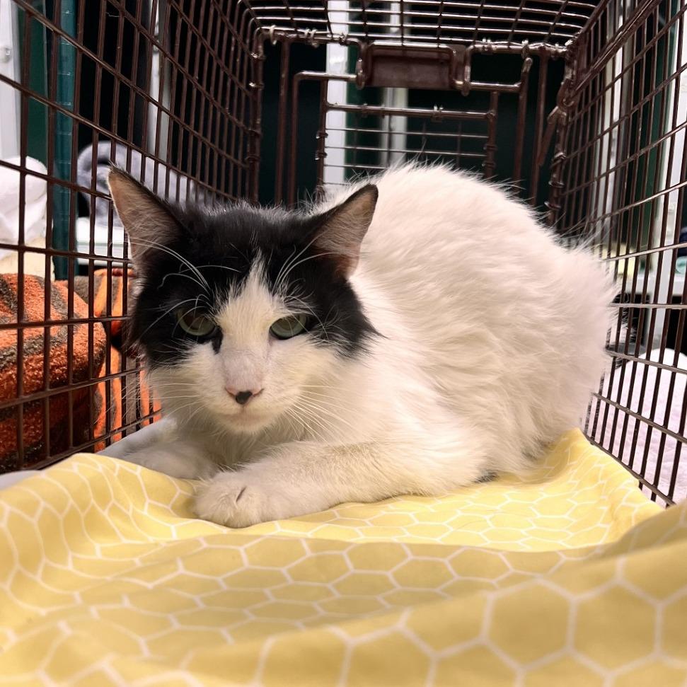Enlarge Artemis, a Adoptable Domestic Medium Hair in Las Cruces, NM image 4/6