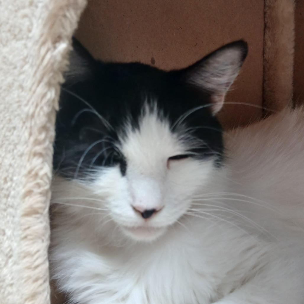 Enlarge Artemis, a Adoptable Domestic Medium Hair in Las Cruces, NM image 5/6