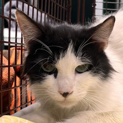 Enlarge Artemis, a Adoptable Domestic Medium Hair in Las Cruces, NM image 6/6