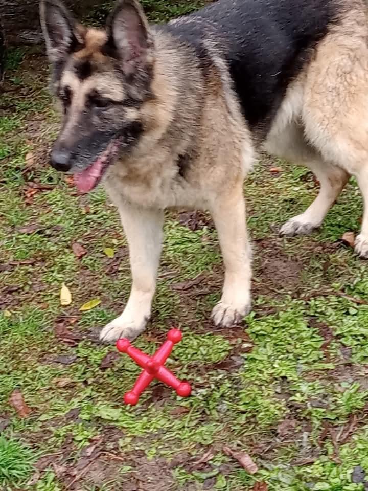 Karli