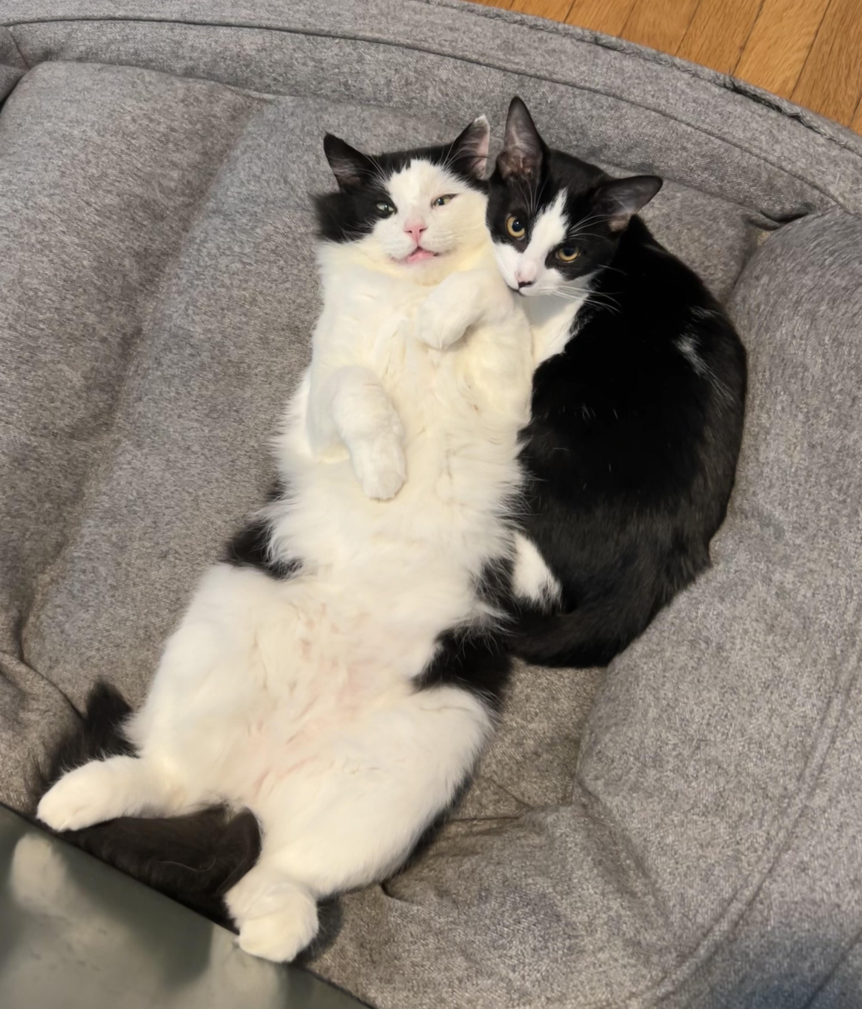 Tux, a Adoptable Domestic Medium Hair in Hixson, TN image 4/6