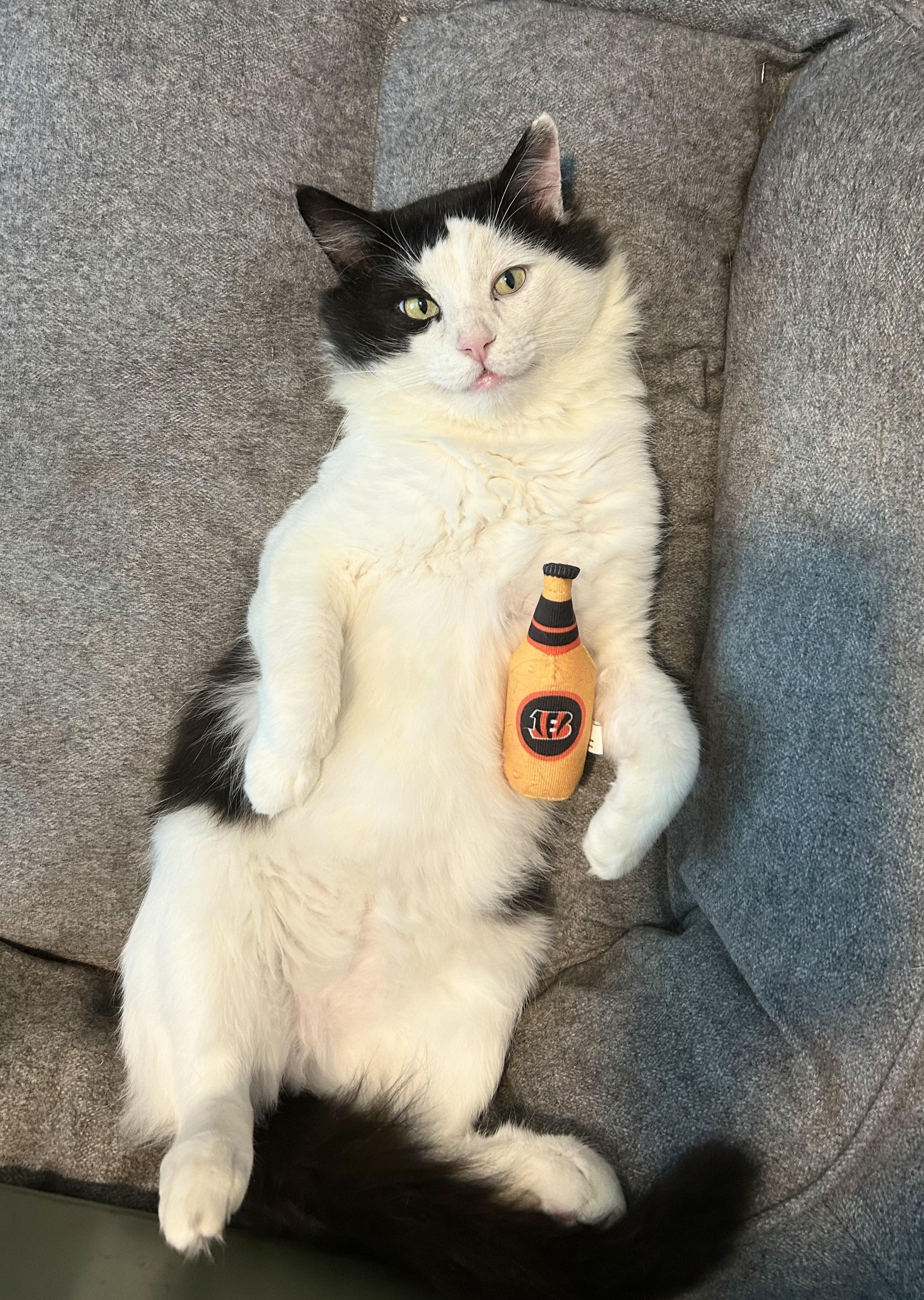 Tux, a Adoptable Domestic Medium Hair in Hixson, TN image 3/6