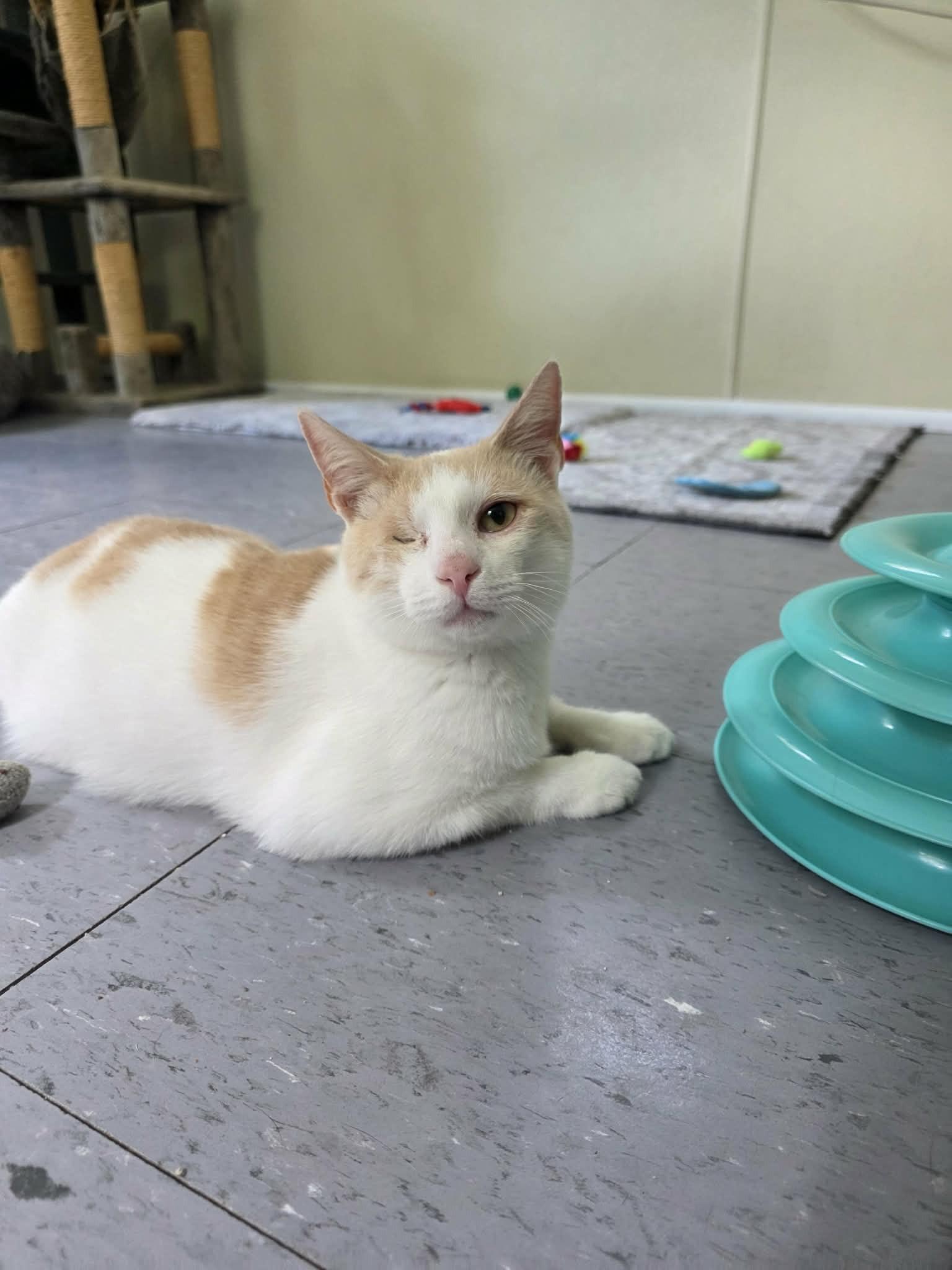 Enlarge Gelato (SPONSORED), a ADOPTABLE Domestic Short Hair in Umatilla, FL image 1/5