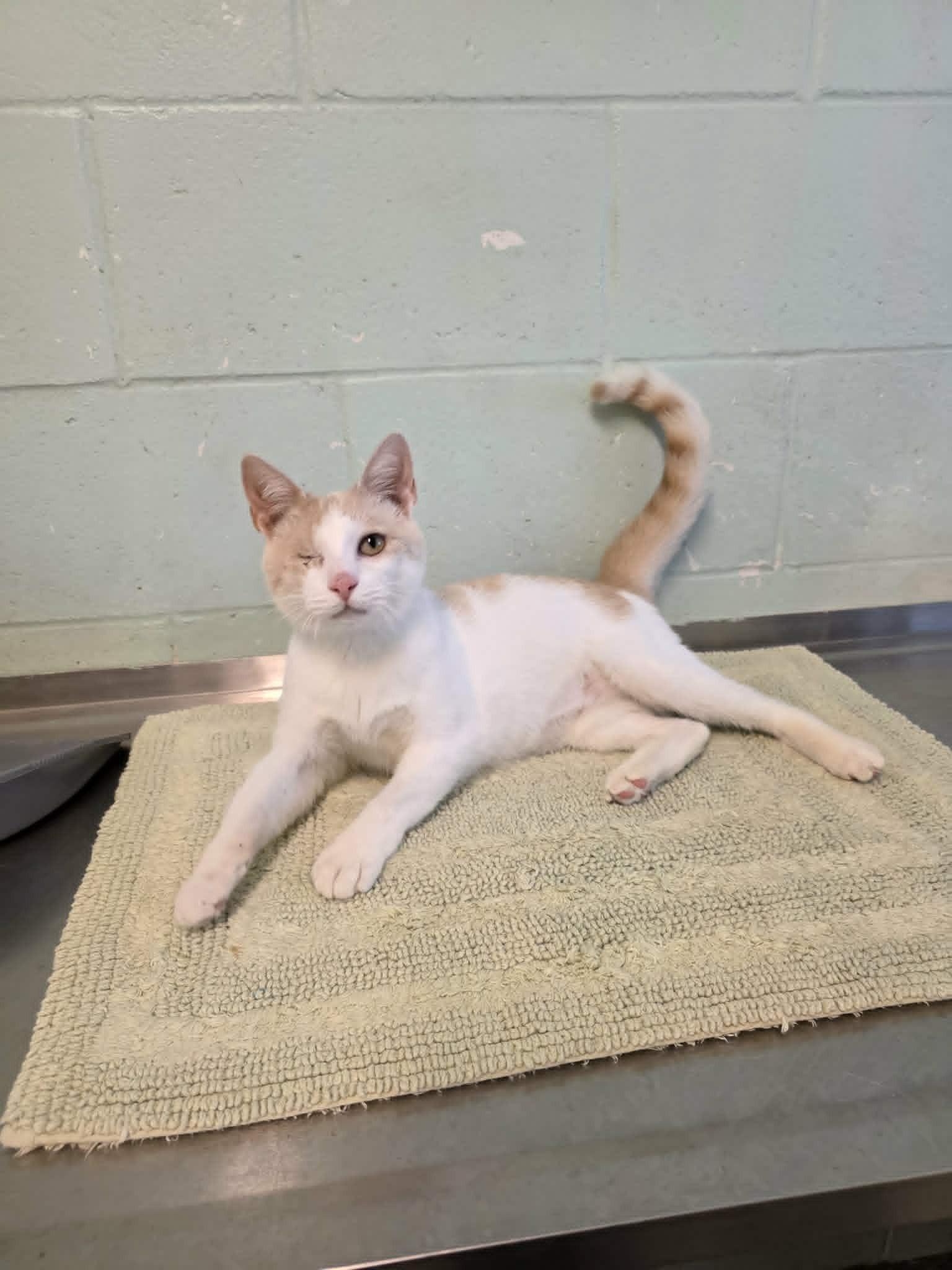 Enlarge Gelato (SPONSORED), a ADOPTABLE Domestic Short Hair in Umatilla, FL image 4/5