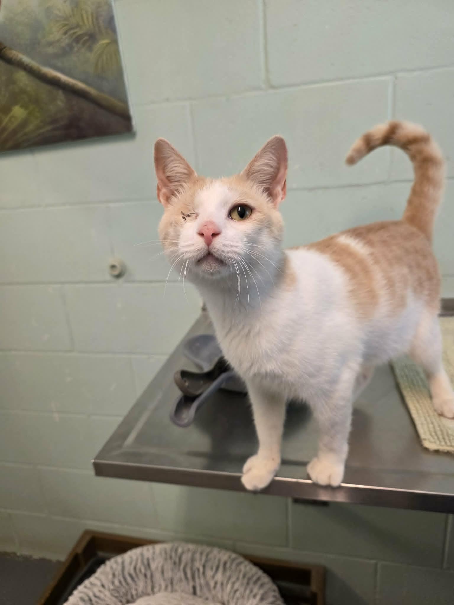 Enlarge Gelato (SPONSORED), a ADOPTABLE Domestic Short Hair in Umatilla, FL image 5/5