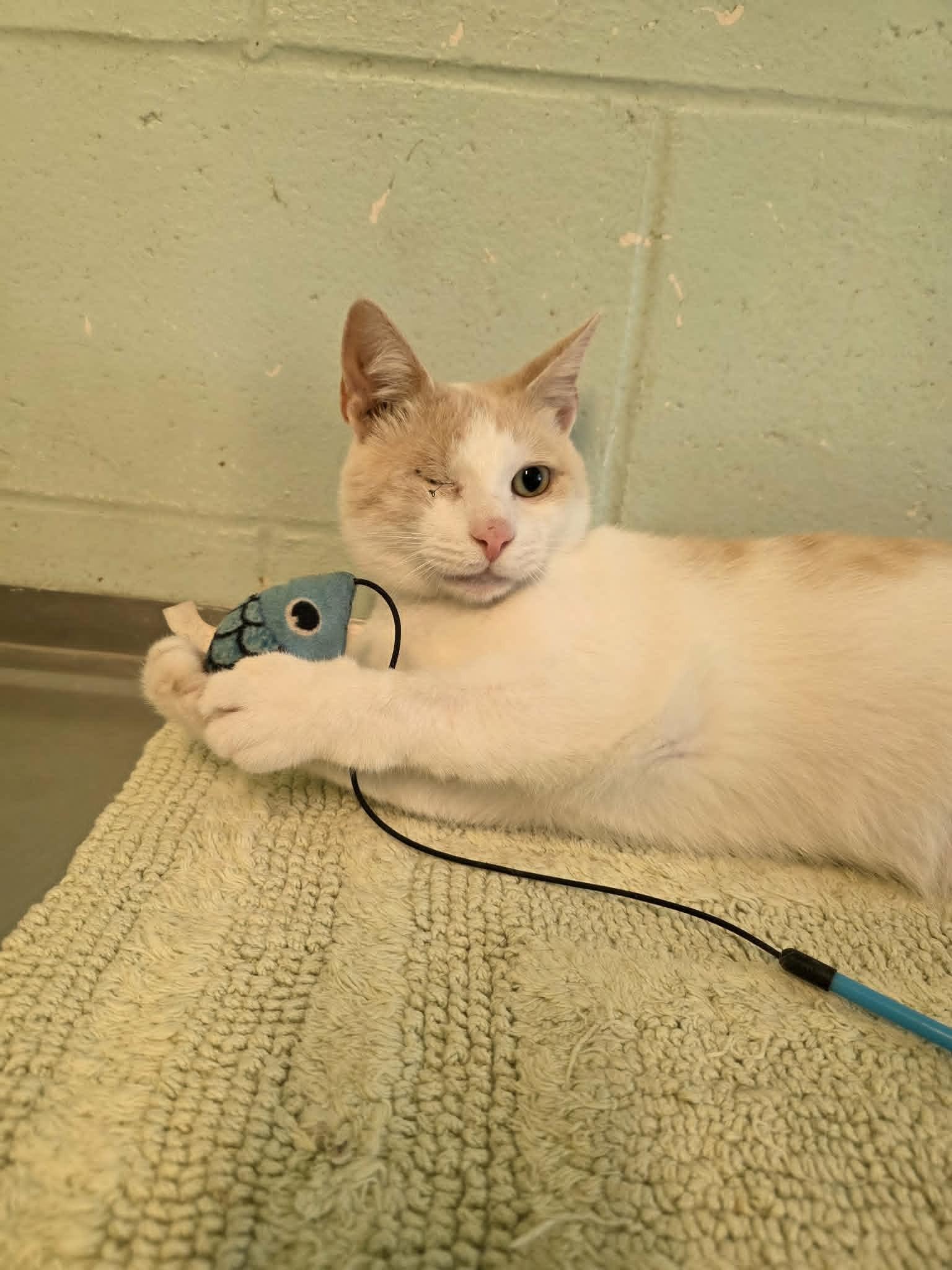 Enlarge Gelato (SPONSORED), a ADOPTABLE Domestic Short Hair in Umatilla, FL image 3/5