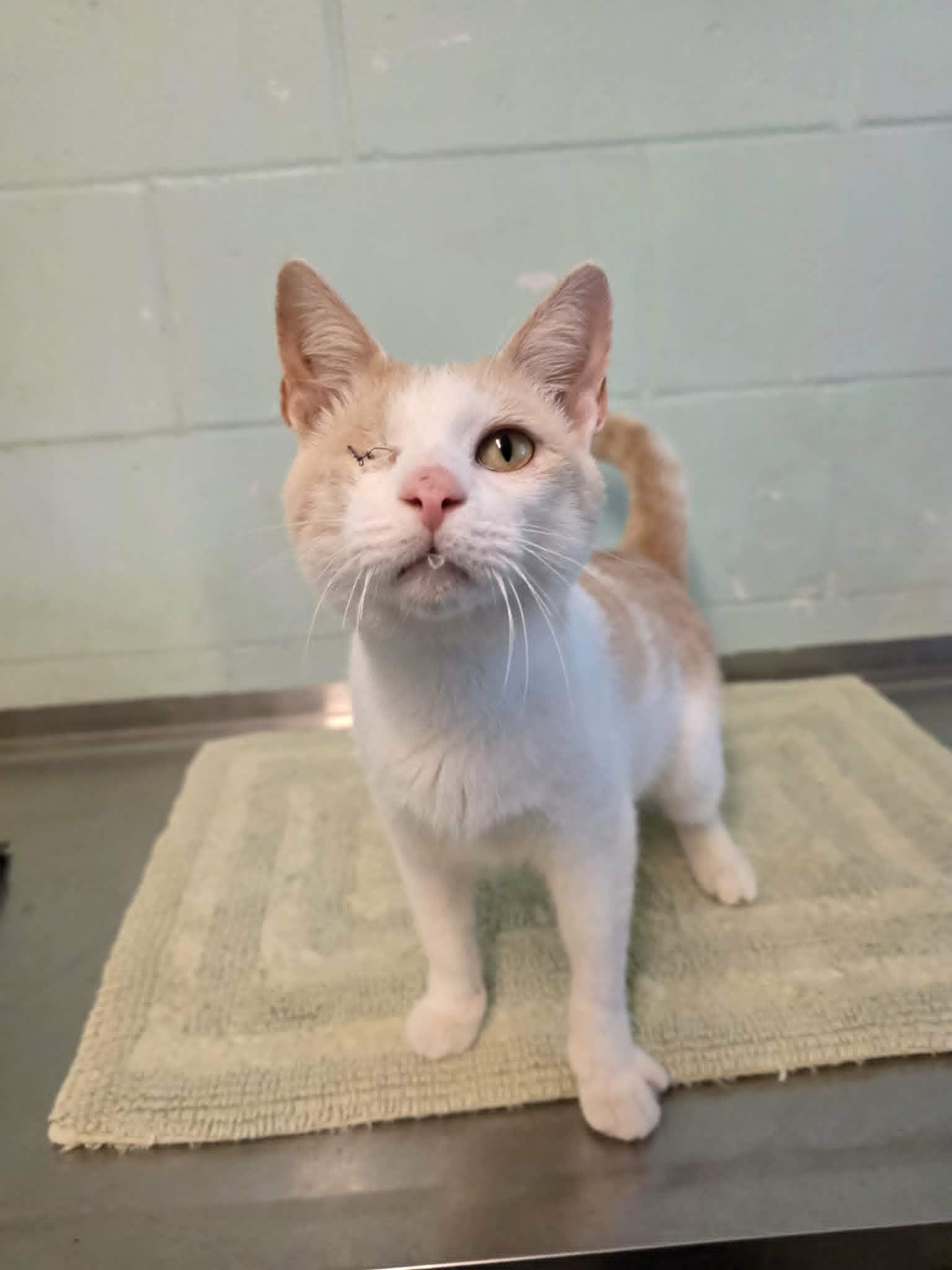 Enlarge Gelato (SPONSORED), a ADOPTABLE Domestic Short Hair in Umatilla, FL image 2/5
