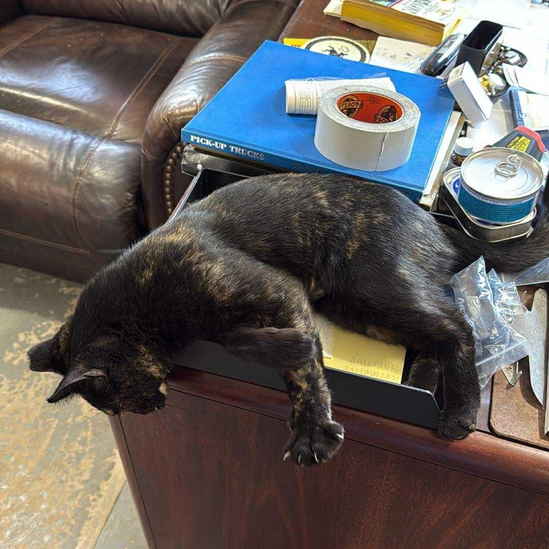 Quinn, Adoptable, Adult Female Domestic Short Hair.