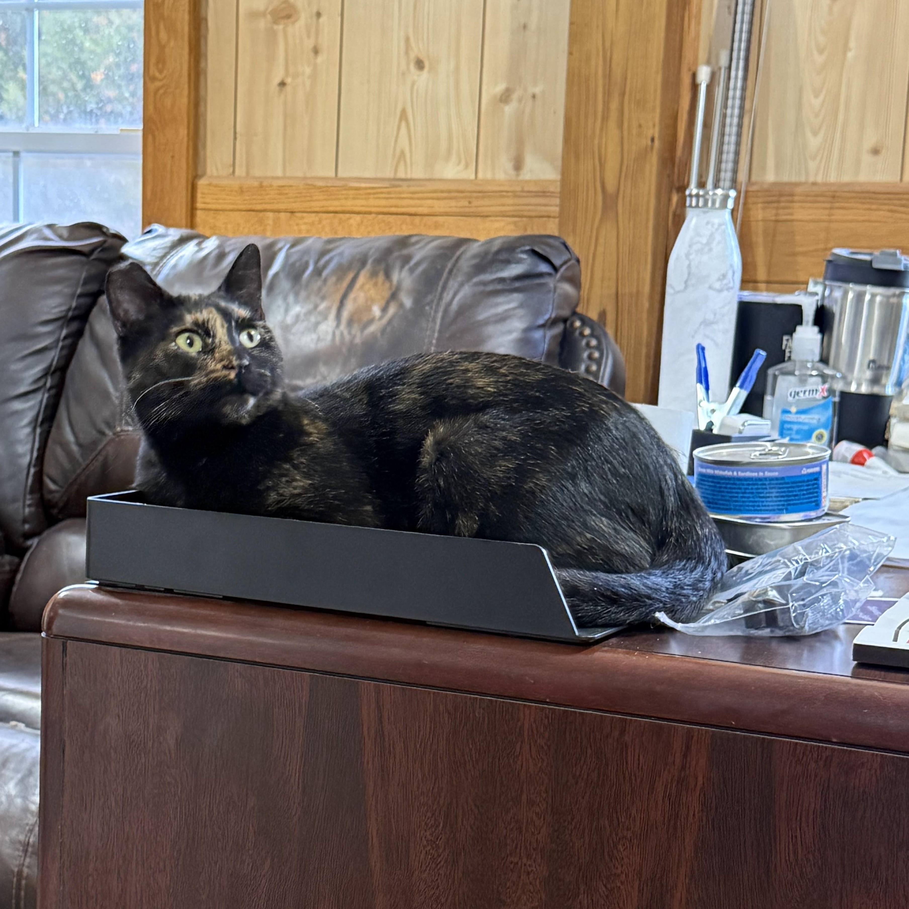 Enlarge Quinn, a Adoptable Domestic Short Hair in Leesburg, VA image 2/5