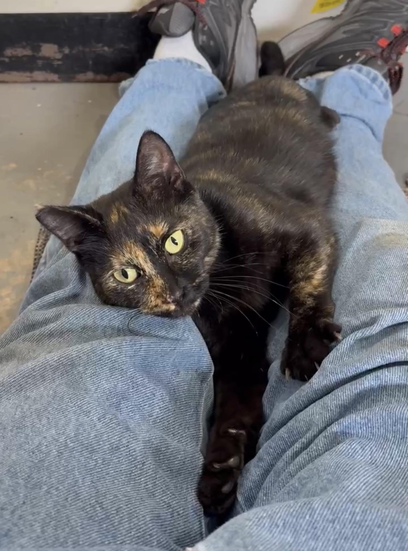 Enlarge Quinn, a Adoptable Domestic Short Hair in Leesburg, VA image 3/5