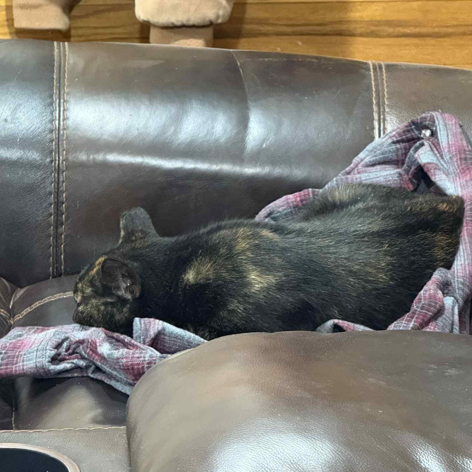 Enlarge Quinn, a Adoptable Domestic Short Hair in Leesburg, VA image 4/5