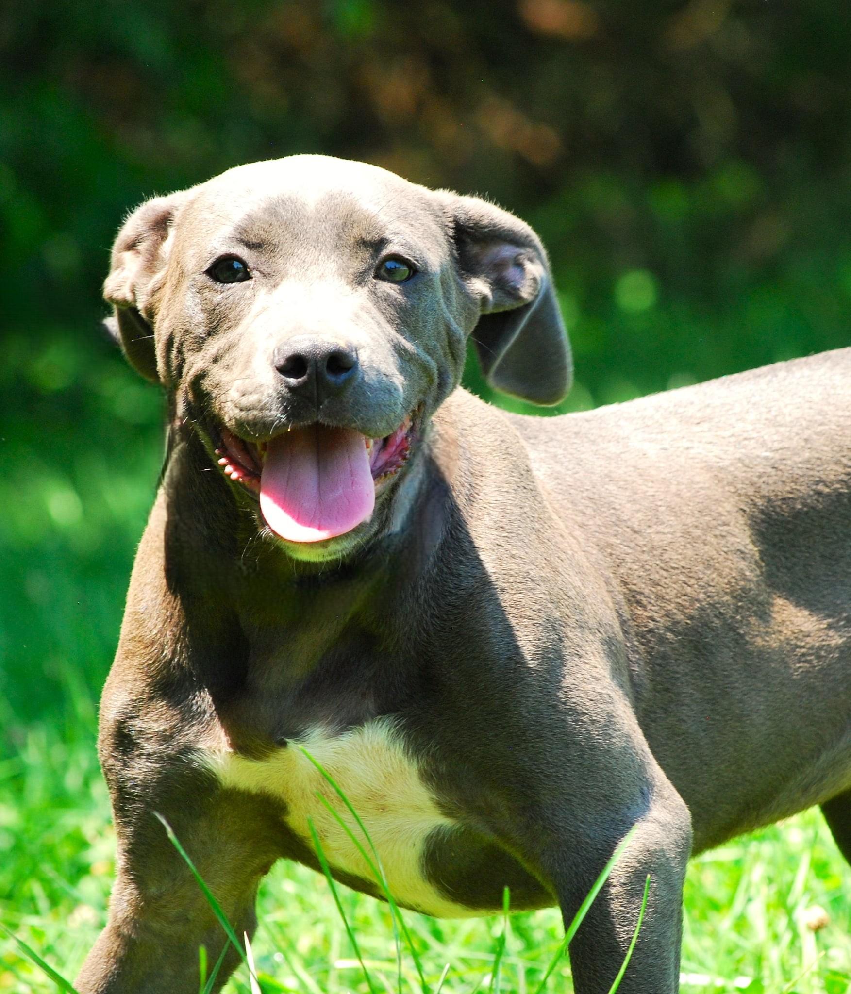Enlarge Rosie, a Adoptable mixed breed in manchester, TN image 3/4