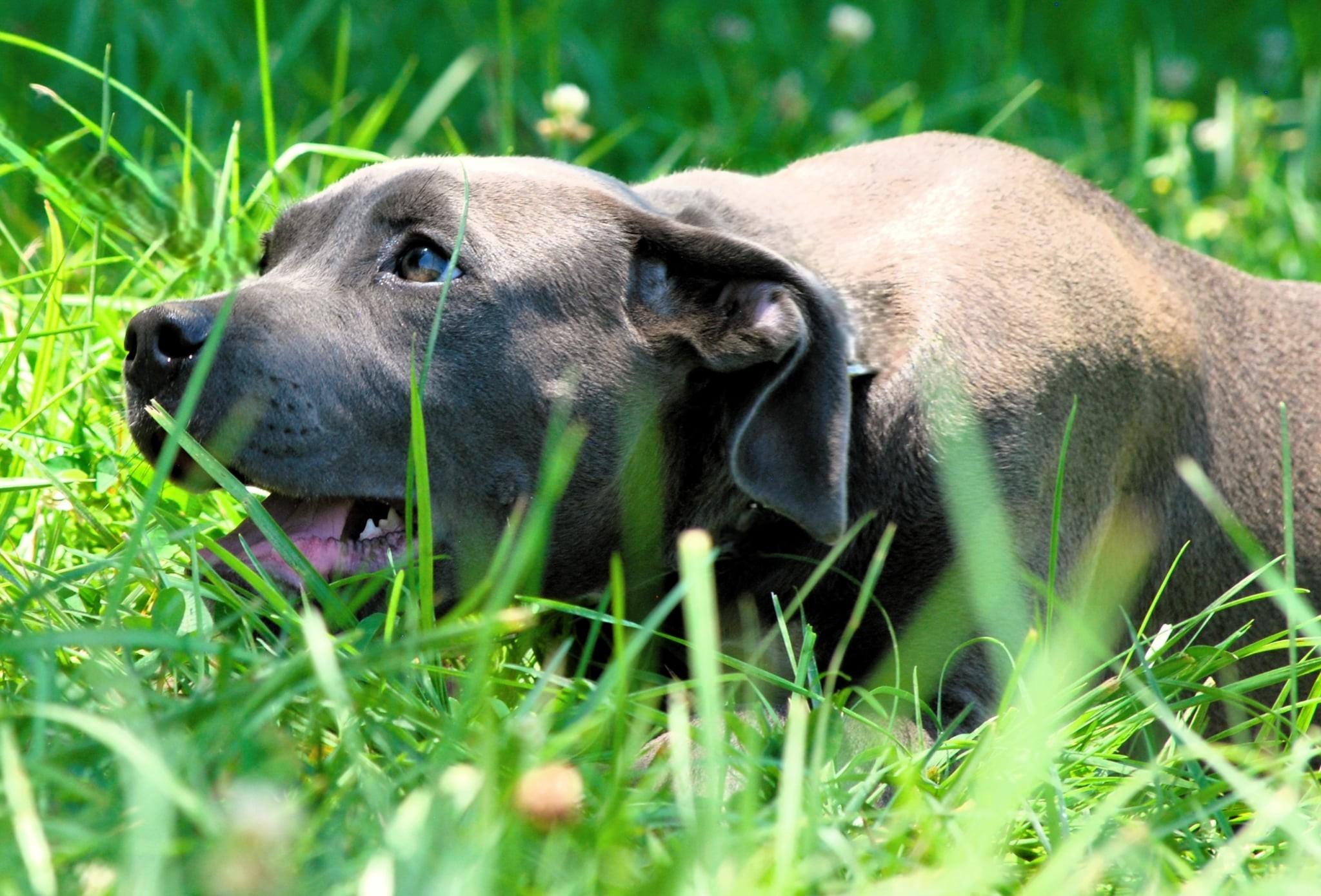 Enlarge Rosie, a Adoptable mixed breed in manchester, TN image 4/4