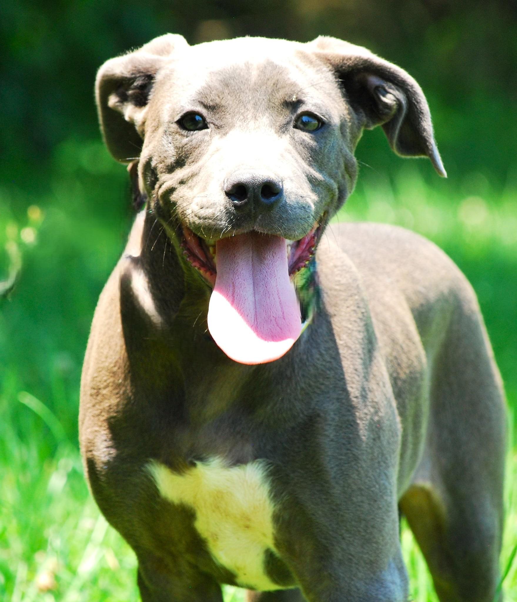 Rosie, Adoptable, Puppy Female American Staffordshire Terrier.