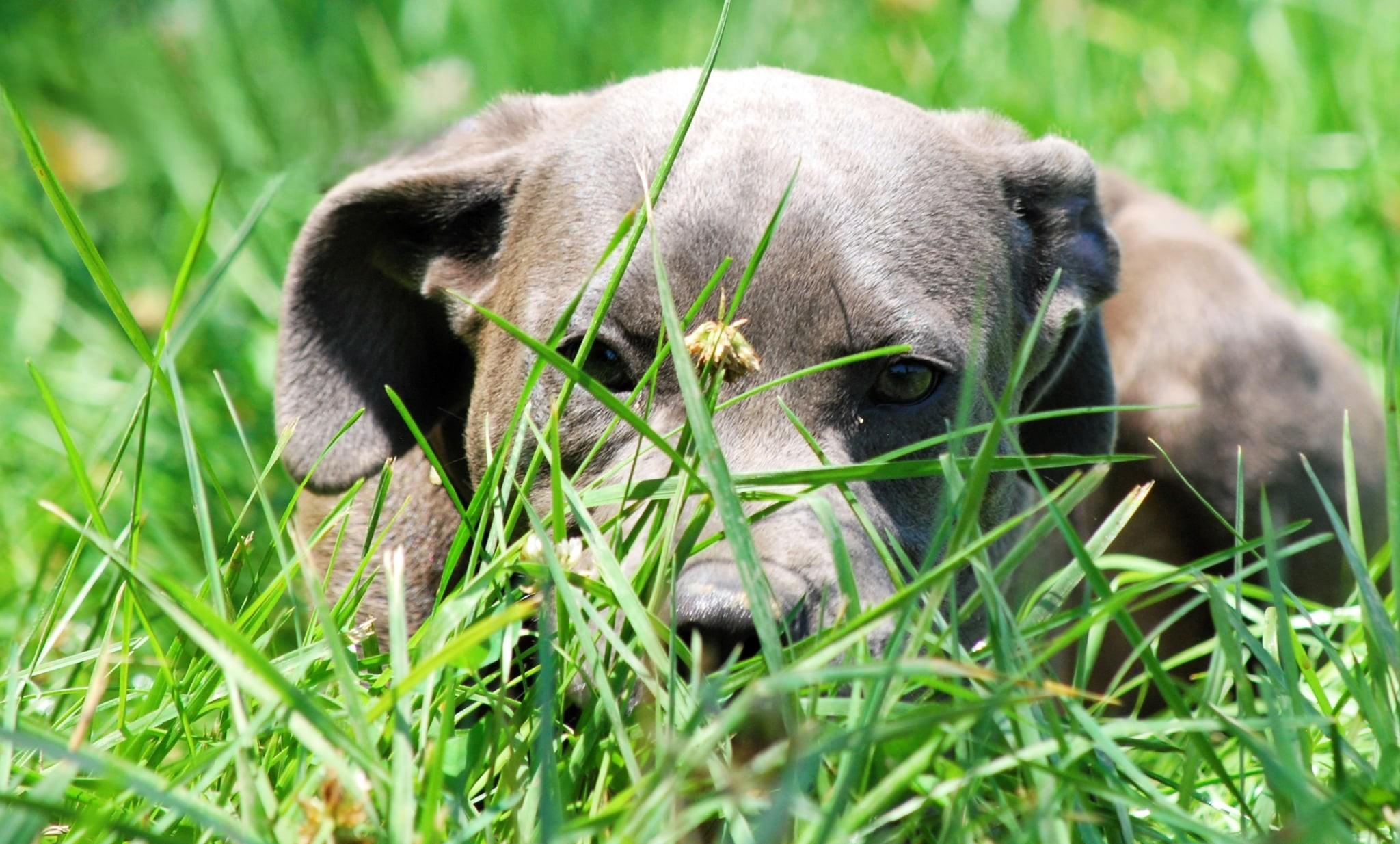 Enlarge Rosie, a Adoptable mixed breed in manchester, TN image 2/4