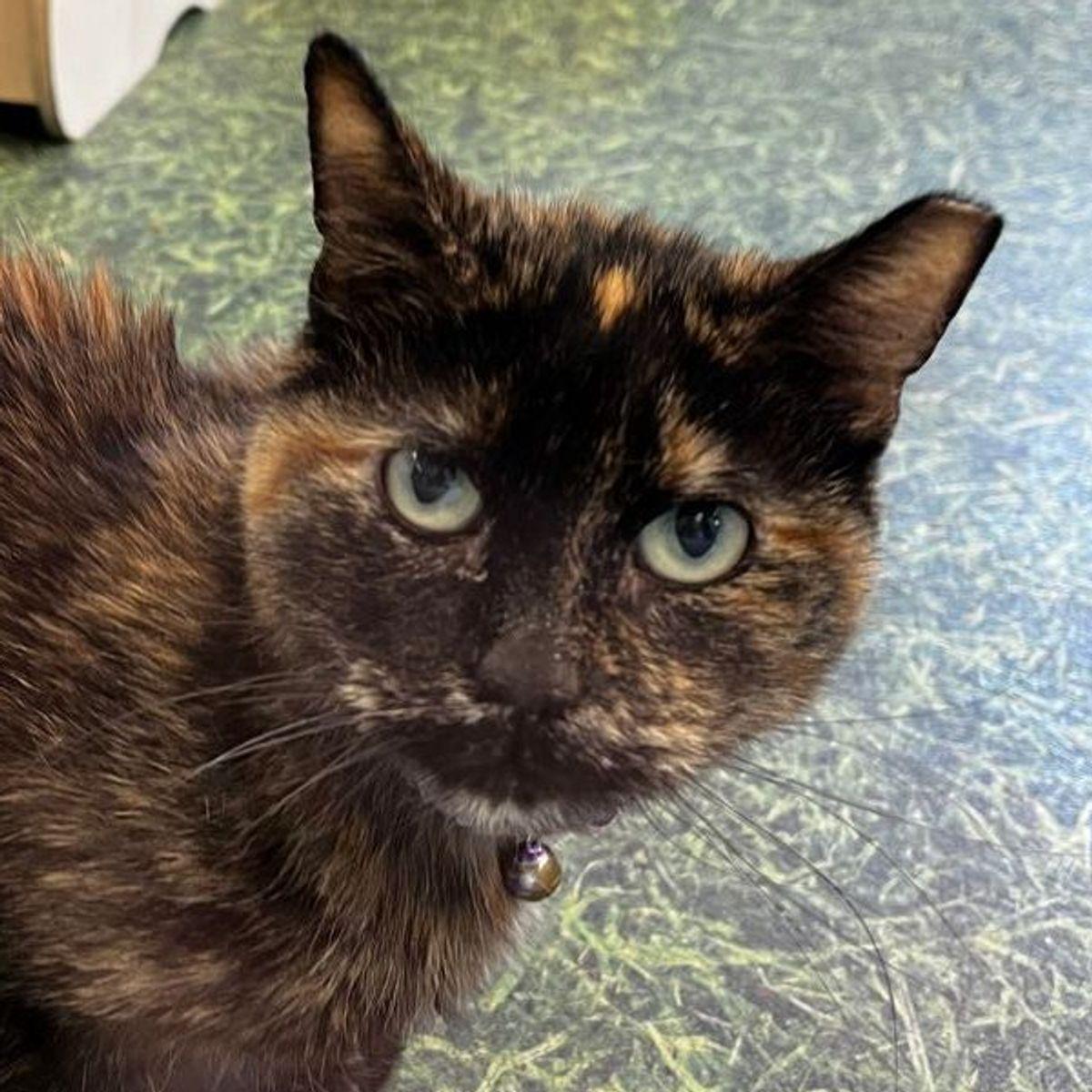 Maple, Adoptable, Senior Female Domestic Short Hair.
