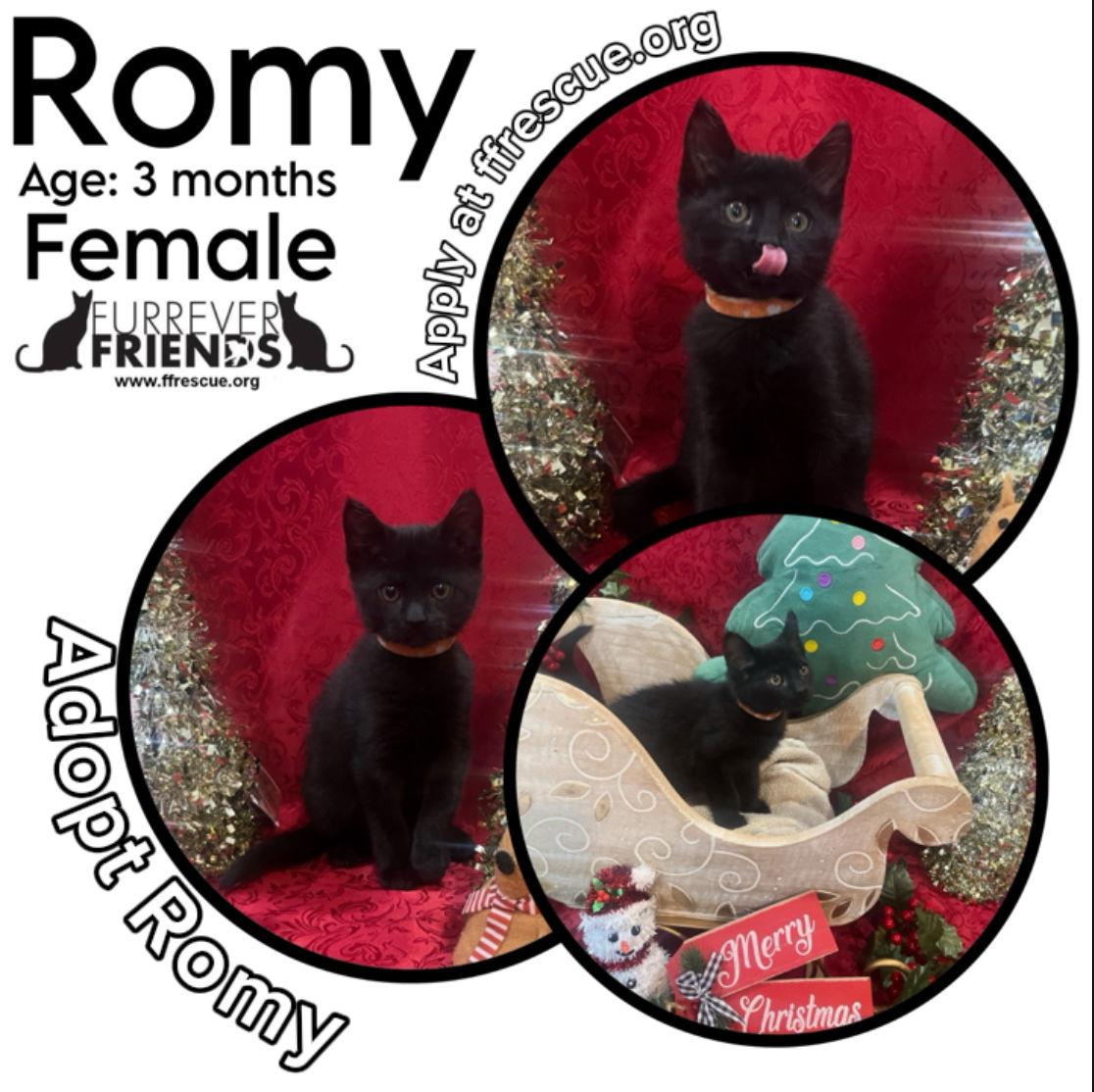 Romy, Adoptable, Young Female Domestic Short Hair.