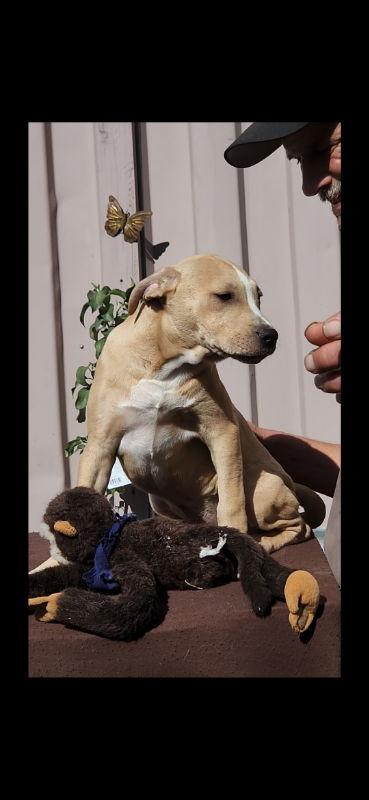 Enlarge Dixy, a Adoptable mixed breed in San Diego, CA image 2/2