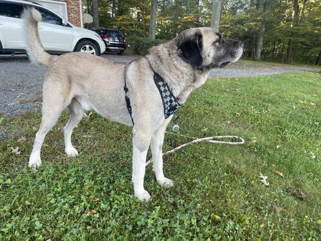 Enlarge Oso, a Adoptable Anatolian Shepherd in Herndon, VA image 1/3