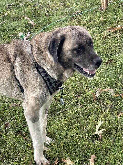 Enlarge Oso, a Adoptable Anatolian Shepherd in Herndon, VA image 2/3