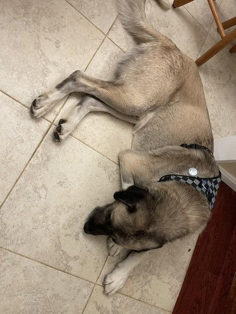Enlarge Oso, a Adoptable Anatolian Shepherd in Herndon, VA image 3/3