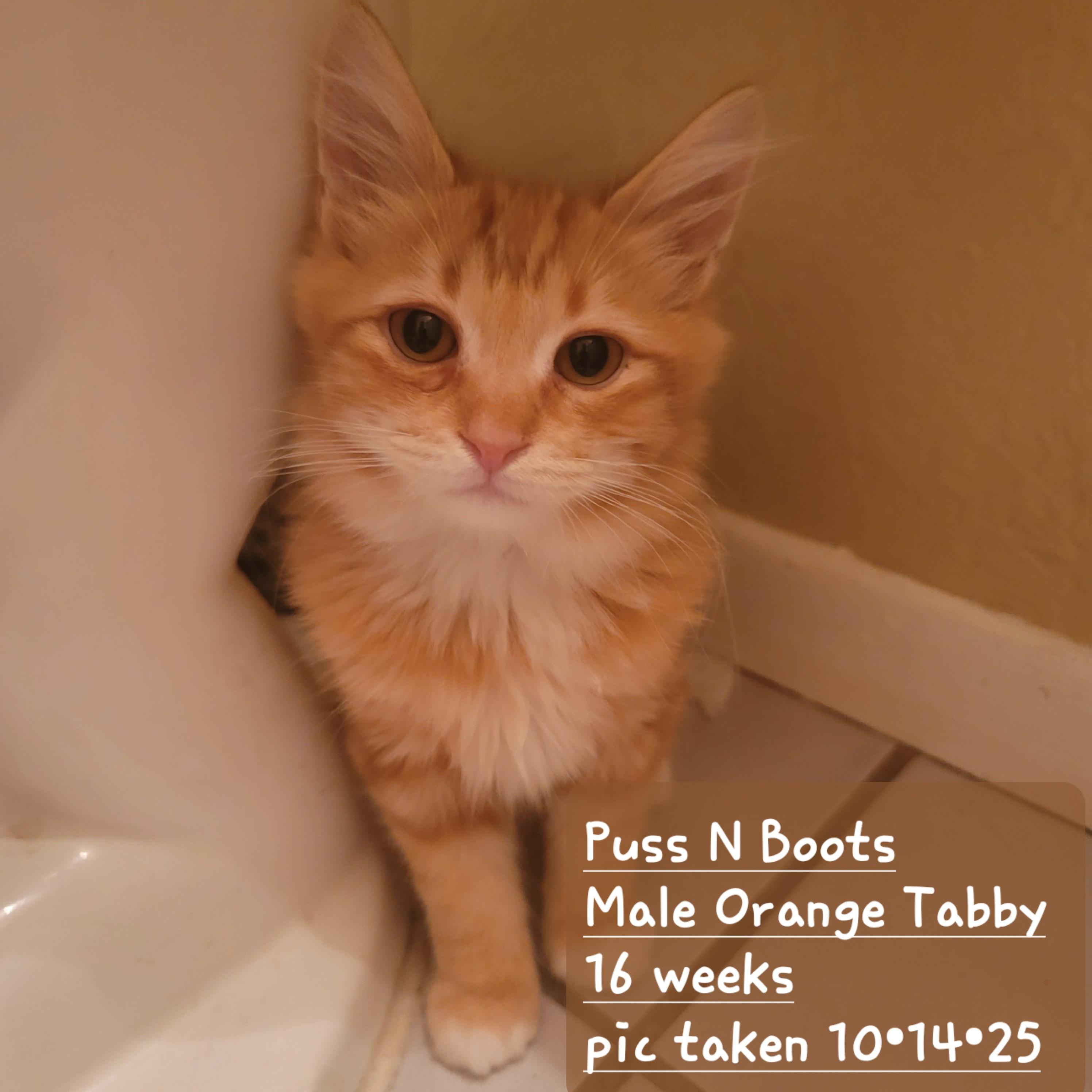Puss N Boots, a Adoptable Tabby in Monrovia , CA image 1/2