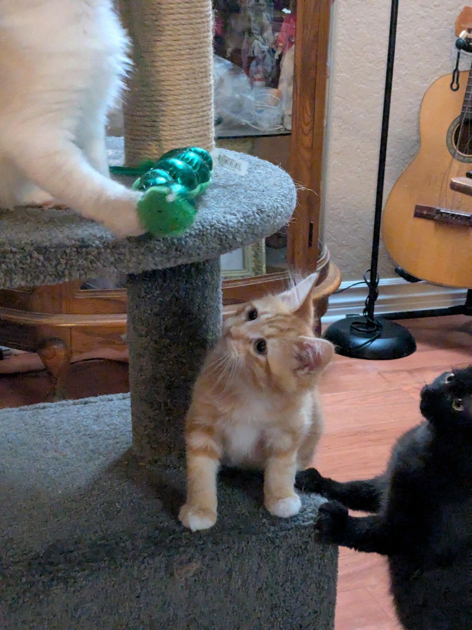 Puss N Boots, a Adoptable Tabby in Monrovia , CA image 2/2