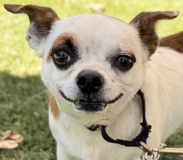 Apple, Adoptable, Adult Male Chihuahua.
