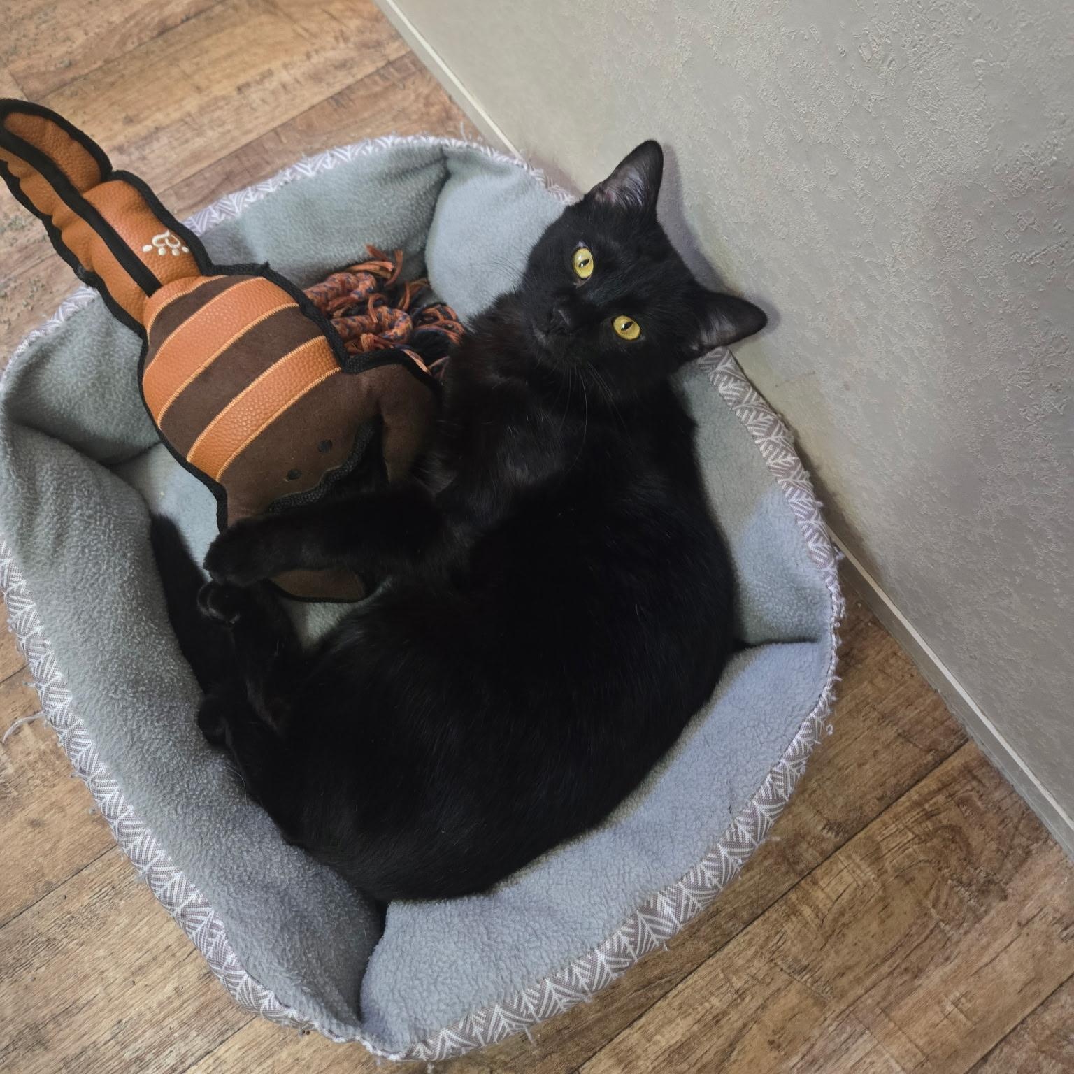 Enlarge Poe, a ADOPTABLE Domestic Short Hair in Crowley, TX image 1/1