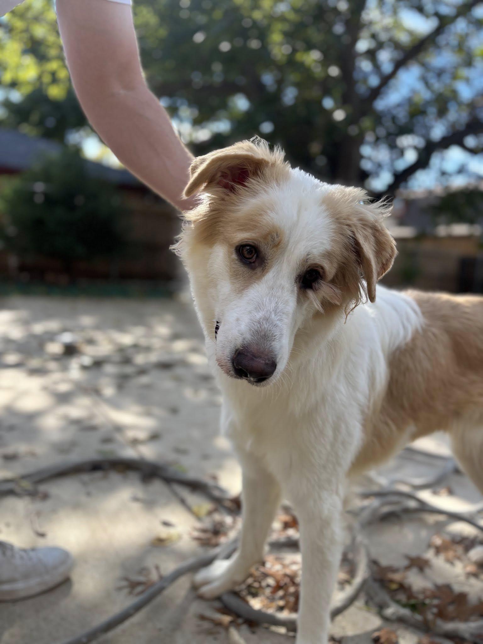 Allison, Adopted, Adult Female Great Pyrenees.