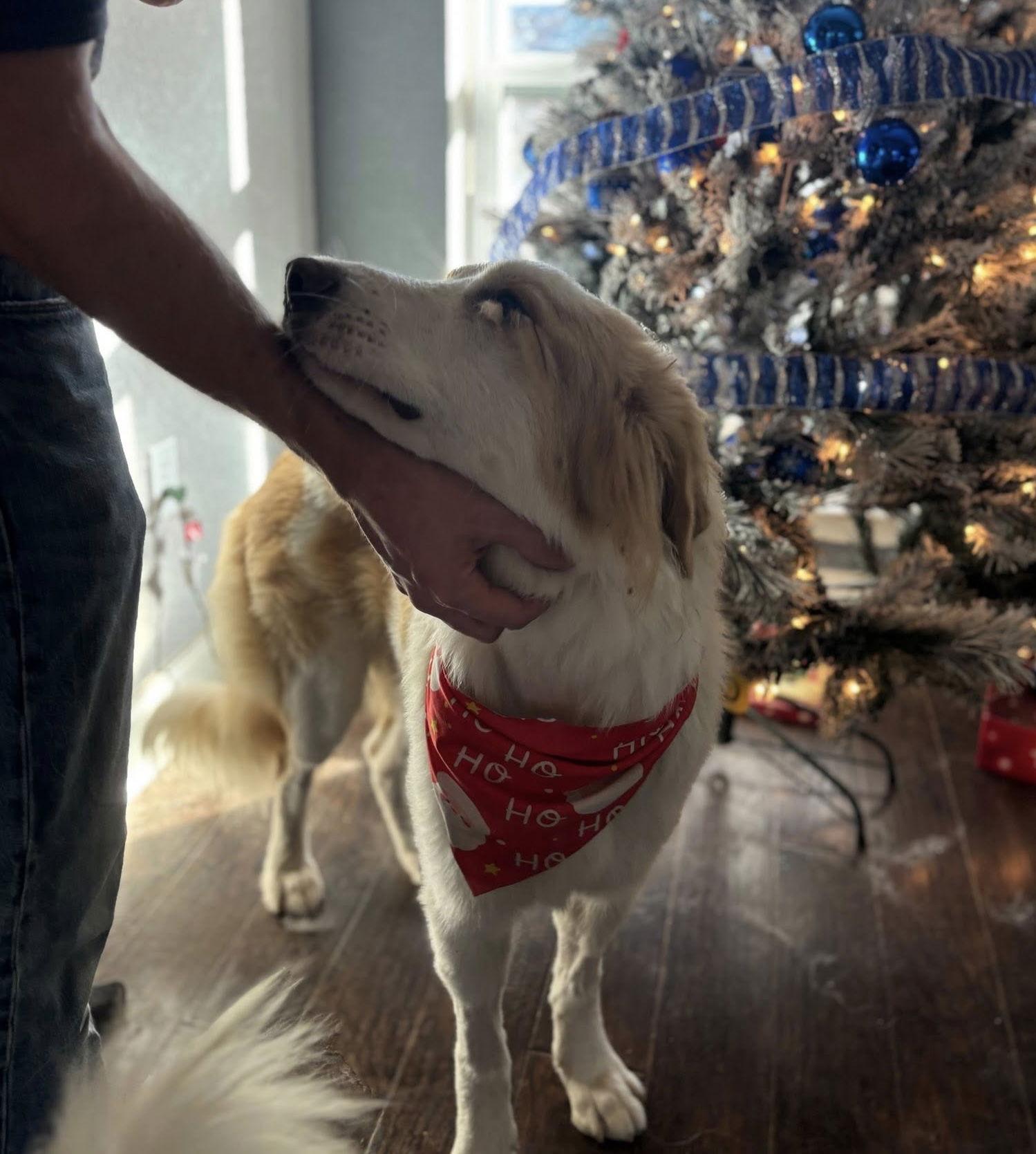 Enlarge Allison, a Adopted Great Pyrenees in Garland, TX image 3/3