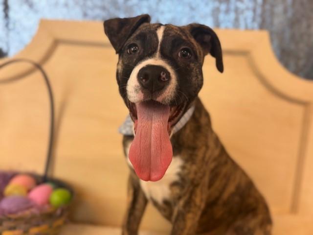 LAGER, Adoptable, Puppy Male Pit Bull Terrier.