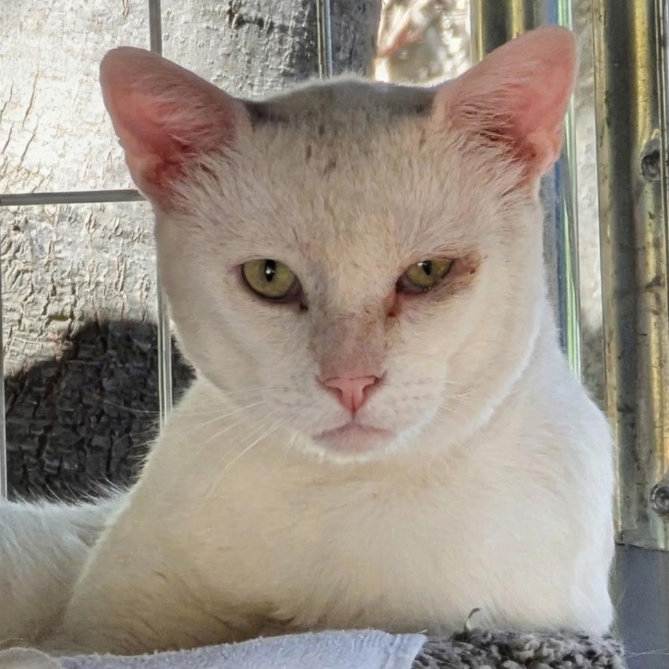 Enlarge Ogee 0125, a Adoptable Domestic Short Hair in Sonora, CA image 1/1