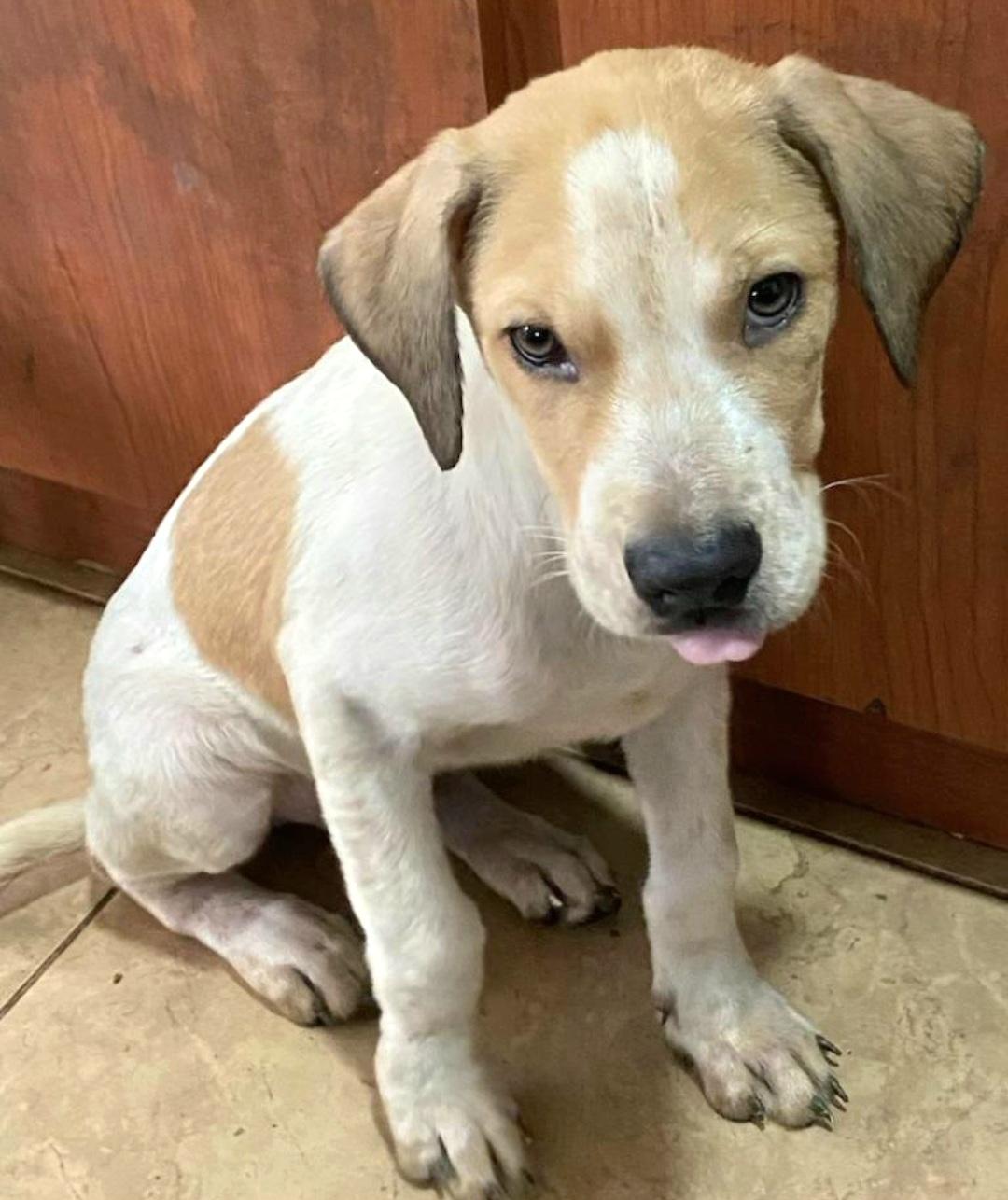 Bambino "your Baby." thumbnail 2