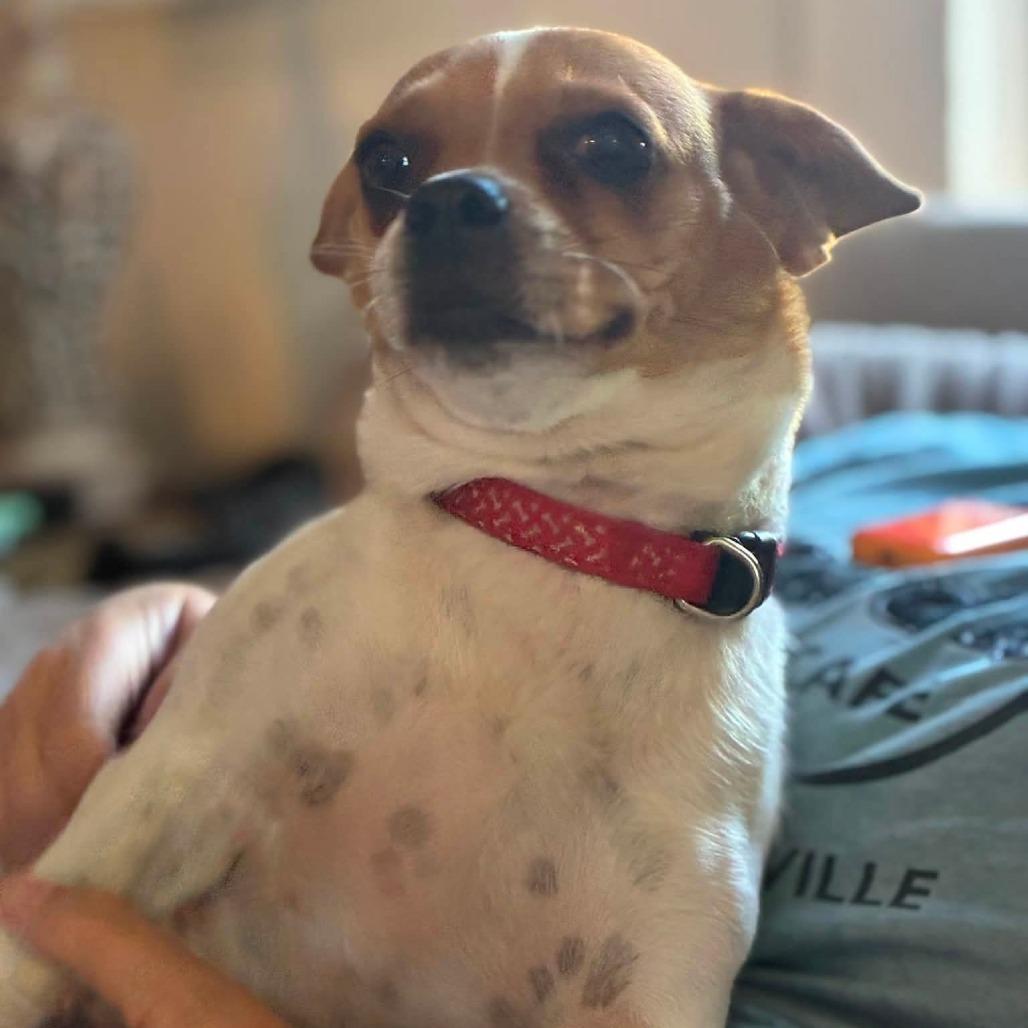 Canela, a Adoptable mixed breed in Tomah, WI image 1/4