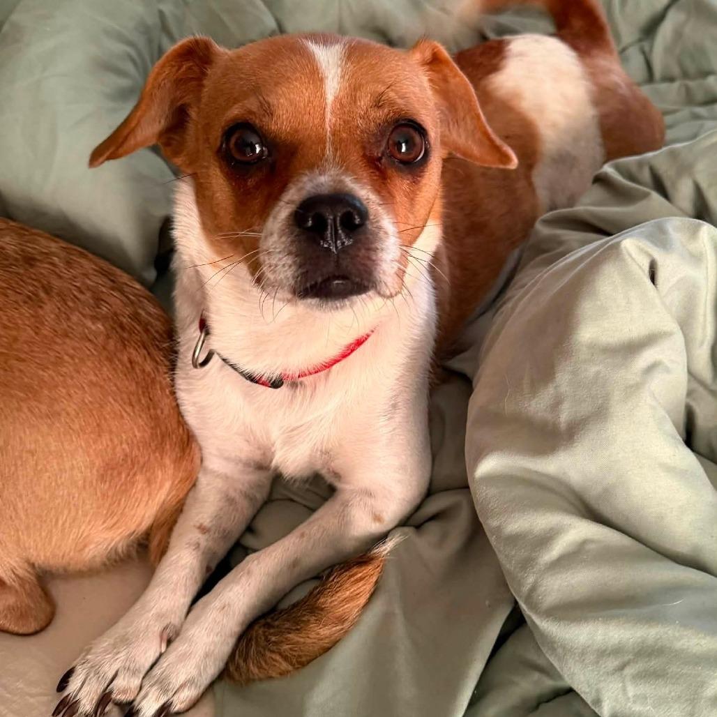 Canela, a Adoptable mixed breed in Tomah, WI image 2/4