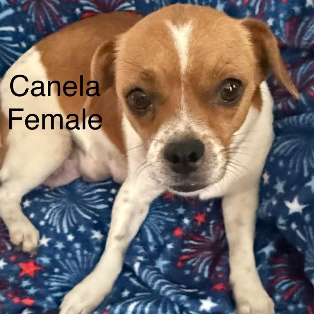 Canela, Adoptable, Adult Female Chihuahua & Mixed Breed.