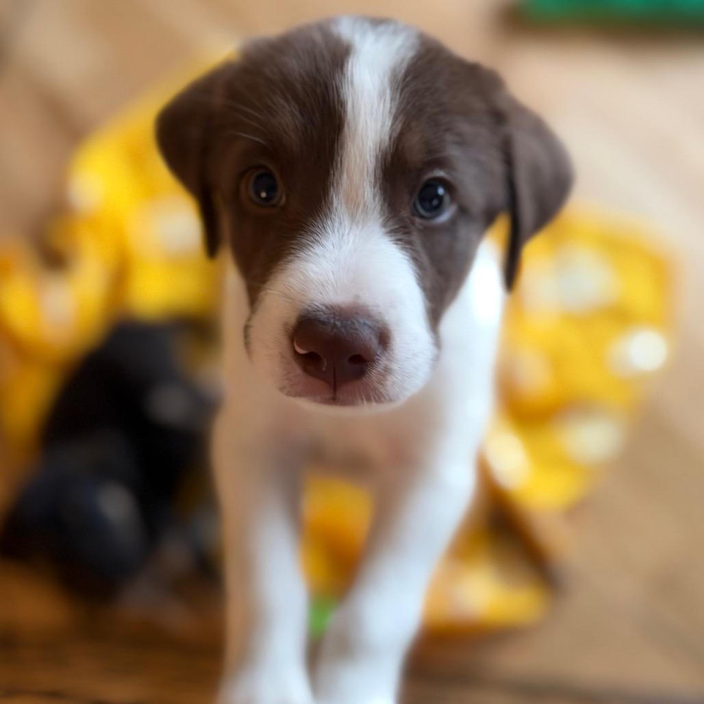 Nash, Adoptable, Puppy Male Chocolate Labrador Retriever & German Shepherd Dog.