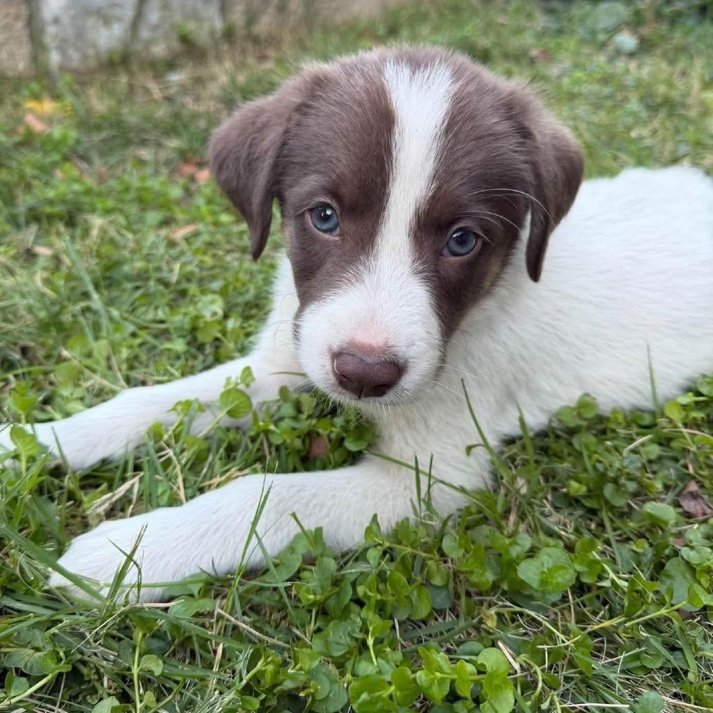 Enlarge Nash, a Adoptable mixed breed in Peculiar, MO image 3/4