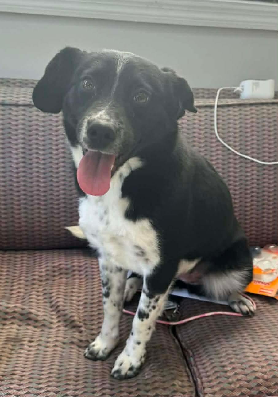 Enlarge Juliet, a Adoptable mixed breed in Westwood, NJ image 3/3