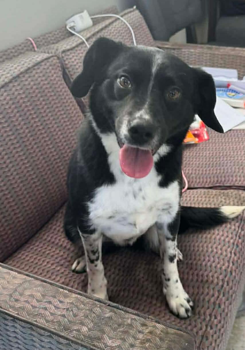 Juliet, Adoptable, Young Female Collie.