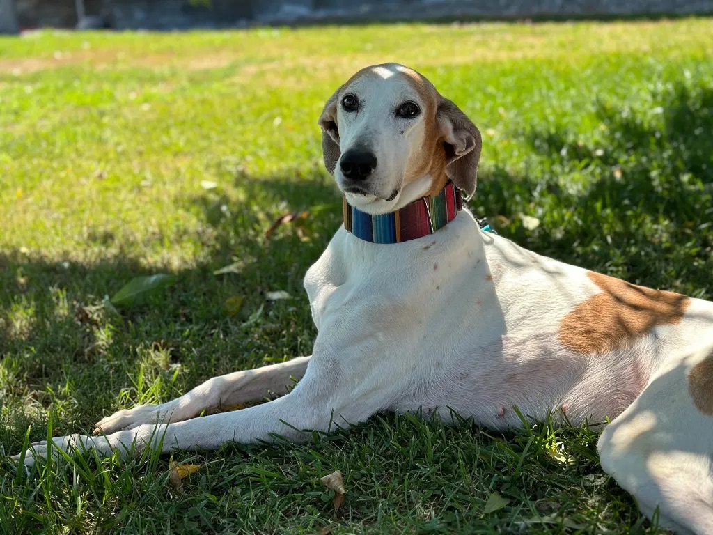 Mama Zoey & Hero Teddy (Bonded Pair), a Adopted mixed breed in Indianapolis, IN image 2/5