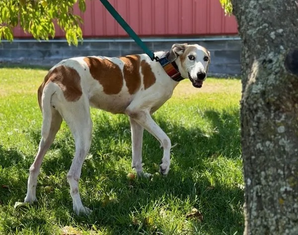 Mama Zoey & Hero Teddy (Bonded Pair), a Adopted mixed breed in Indianapolis, IN image 3/5