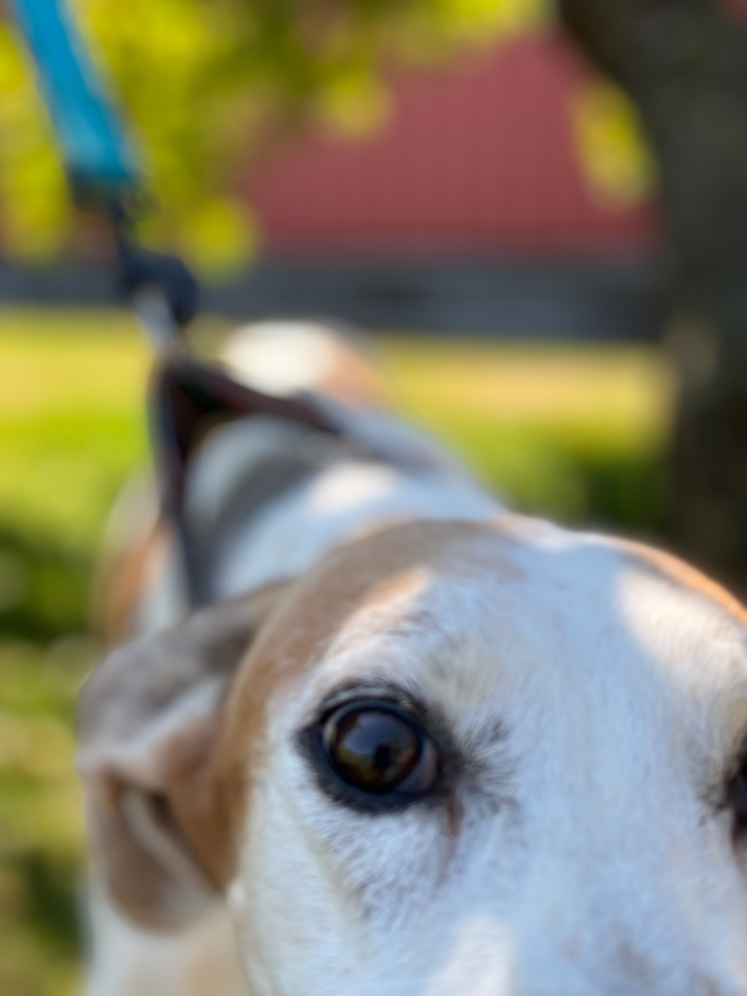 Mama Zoey & Hero Teddy (Bonded Pair), a Adopted mixed breed in Indianapolis, IN image 4/5