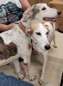 Mama Zoey & Hero Teddy (Bonded Pair), Adopted, Senior Female Greyhound & Lurcher.