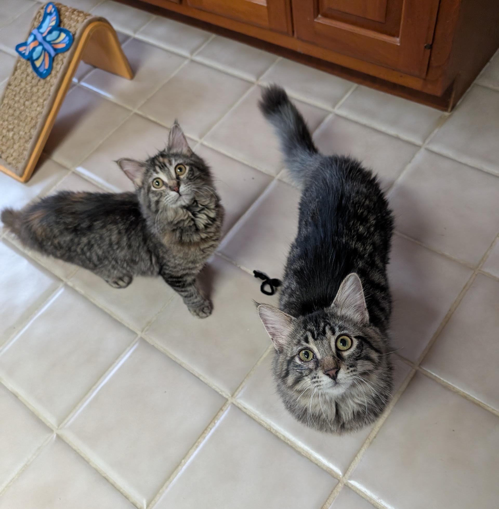 Sushi & Wasabi, ADOPTABLE, Kitten Female Domestic Long Hair.