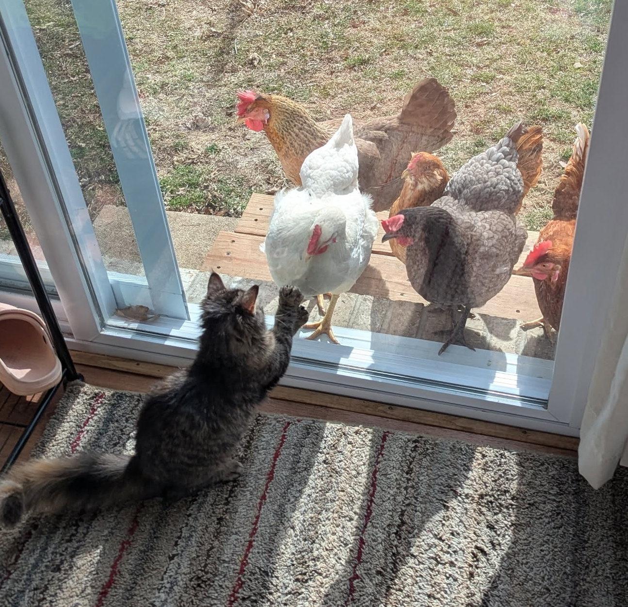 Sushi & Wasabi, an adopted Domestic Long Hair in Fairview Heights, IL image 3/6