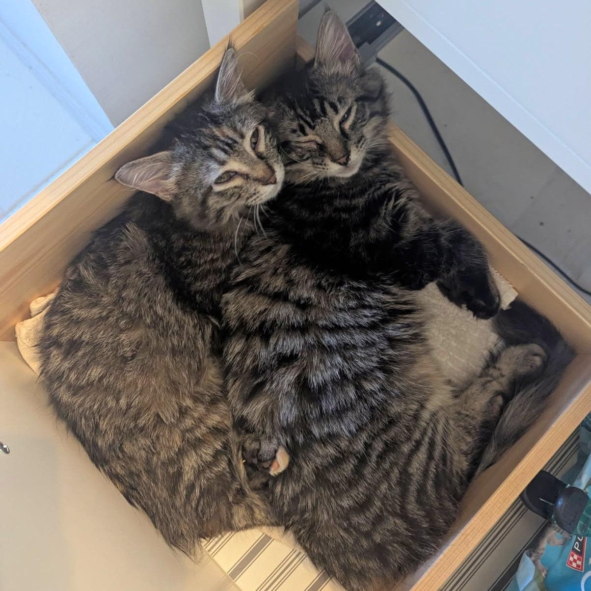 Sushi & Wasabi, an adopted Domestic Long Hair in Fairview Heights, IL image 5/6